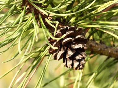 Çam ağacının konisi