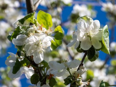 İlkbaharda açan elma ağacı