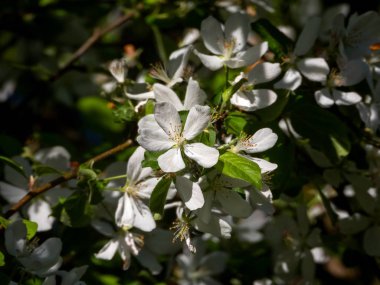 Vahşi elma ağacı çiçek açıyor.