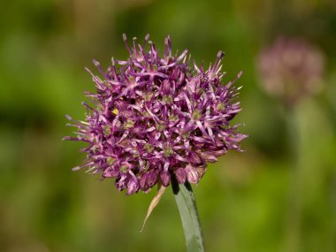 Allium aflatunense çiçek closeup