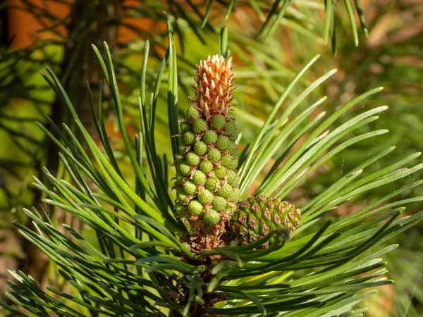 Pine Tree Flowers Cones — Stock Photo, Image