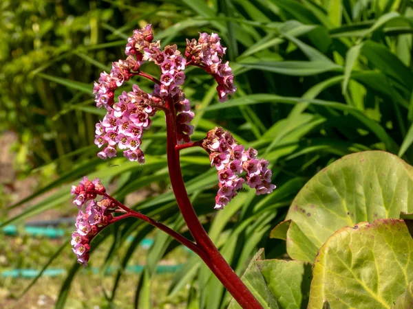 Bergenia (elephant-eared saxifrage, elephant\'s ears) flower