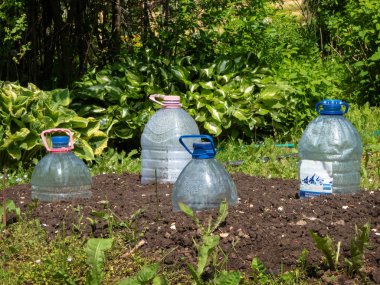 Filiz bitkilerini korumak için büyük plastik şişeler kullanılıyor (Pumpkins)