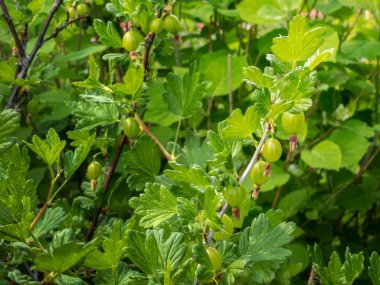 Çiçek açtıktan hemen sonra ağaç dalında olgunlaşmamış bektaşi üzümü meyveleri.
