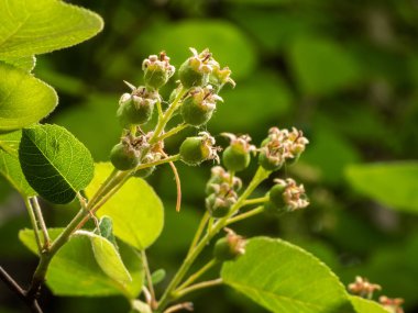 Çiçek açtıktan hemen sonra bir ağaç dalında olgunlaşmamış meyveler.