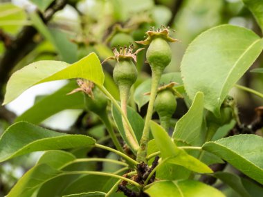 Ağaç dalında olgunlaşmamış armut meyveleri