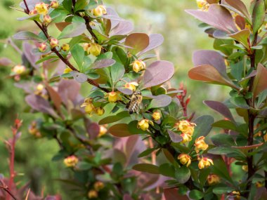 Böğürtlen (Berberiler) çiçek açıyor