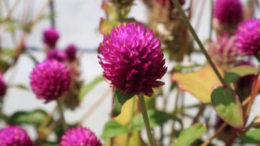 Kırmızı yonca makro fotoğrafçılık