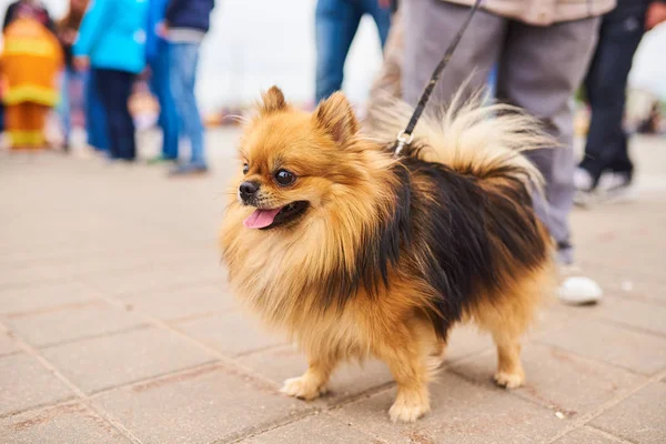 Sevimli küçük köpek, Spitz bir leash üzerinde