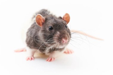 Portre sevimli, gri dekoratif sıçan. Beyaz bir arka plan üzerinde.