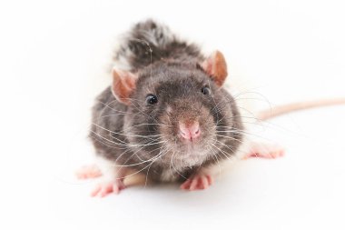 Portre sevimli, gri dekoratif sıçan. Beyaz bir arka plan üzerinde.