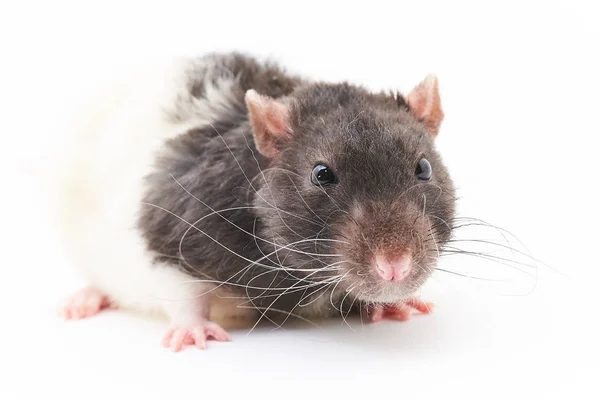一个可爱的, 灰色的装饰老鼠的肖像。在白色背景上. — 图库照片