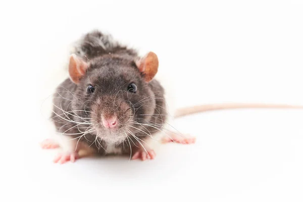 Portret van een schattige, grijze decoratieve ratten. Op een witte achtergrond. — Stockfoto