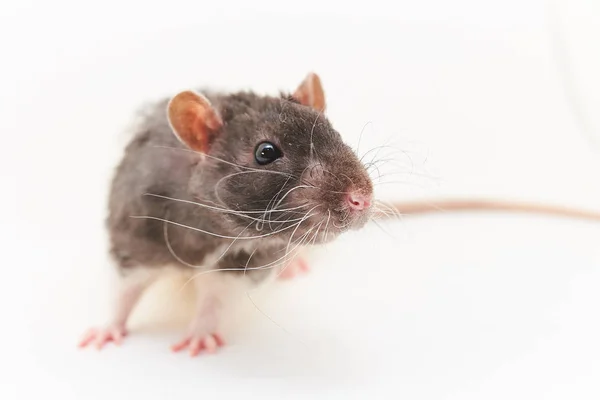 Retrato de una linda ratas decorativas grises. Sobre un fondo blanco . — Foto de Stock