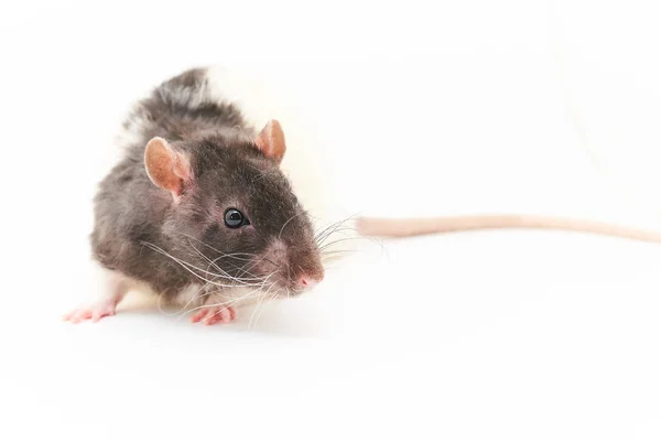 Portrait of a cute, gray decorative rats. On a white background. — Stock Photo, Image