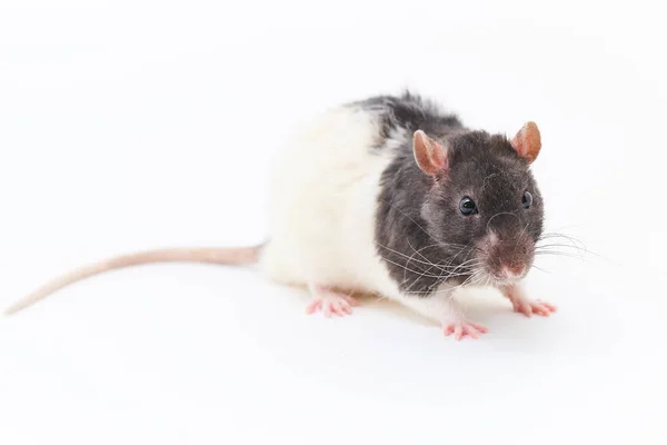Portret van een schattige, grijze decoratieve ratten. Op een witte achtergrond. — Stockfoto