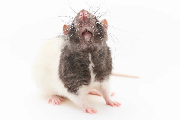 Portrait of a cute, gray decorative rats. On a white background. — Stock Photo, Image