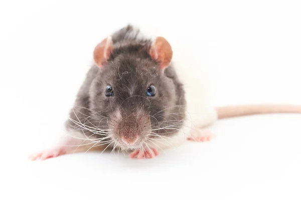 Portréja egy aranyos, szürke dekoratív patkányok. Fehér alapon. — Stock Fotó