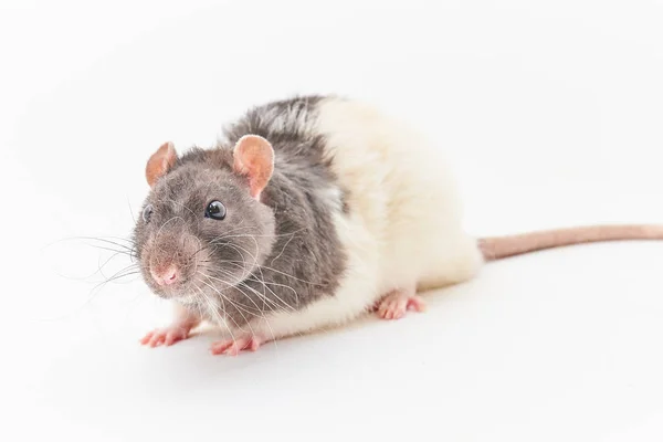 Portrait of a cute, gray decorative rats. On a white background. — Stock Photo, Image