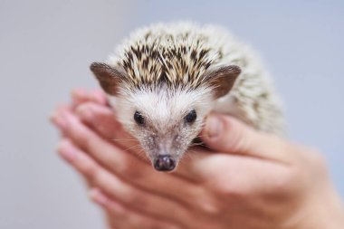 Ellerinin üstünde dekoratif sevimli kirpi