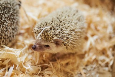 Şirin dekoratif kirpi, ahşap talaş