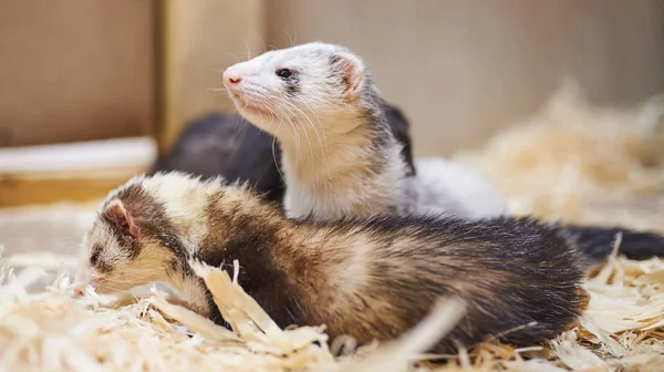 Triste, furão bonito, zoológico de estimação — Fotografia de Stock