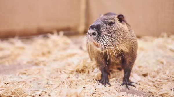 Nice, bela casa nutria, zoológico petting . — Fotografia de Stock