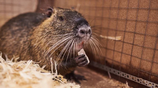 Belle, belle maison nutria, manger dans le zoo caressant . — Photo