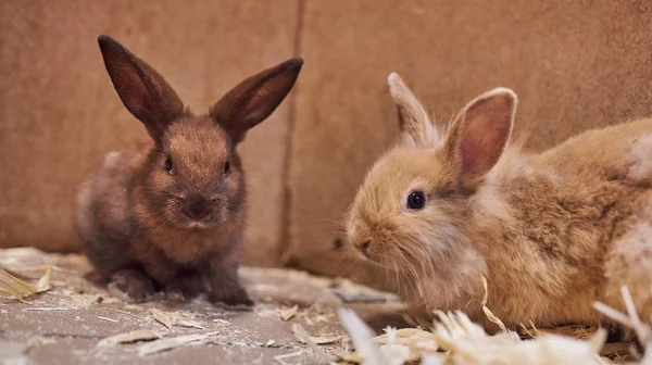 Ładny piękny królik w zoo. — Zdjęcie stockowe