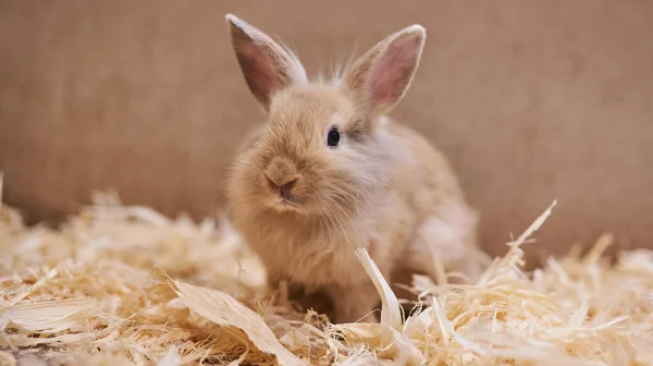 Sevimli güzel tavşan sevişme Hayvanat Bahçesi. — Stok fotoğraf