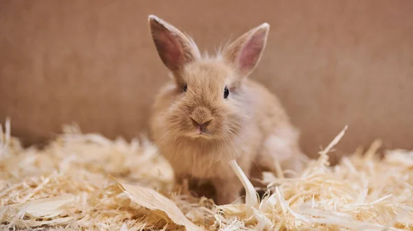 Draguta iepure frumos în grădina zoologică petting . — Fotografie, imagine de stoc