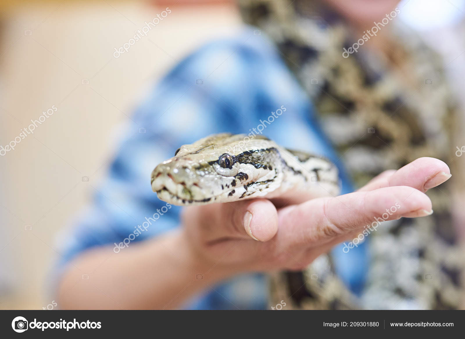 Python on the hands Stock Photo by ©Arch88 209301880