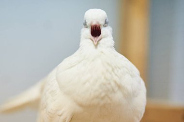 Sevişme Hayvanat Bahçesi sevimli güzel güvercinler. 