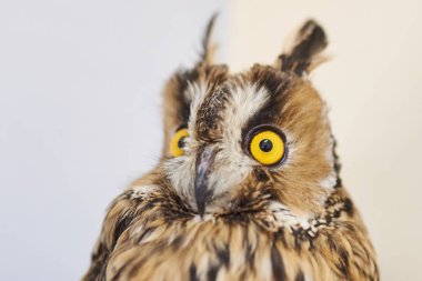 Şirin gri baykuş, sevişme Hayvanat Bahçesi.