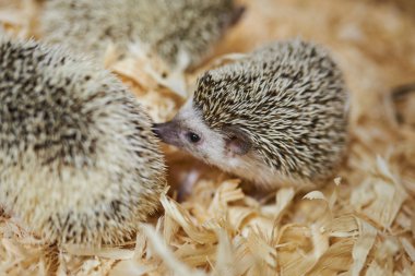 Şirin dekoratif kirpi, ahşap talaş