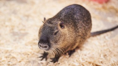 Güzel, güzel ev eğitimin, sevişme Hayvanat Bahçesi.