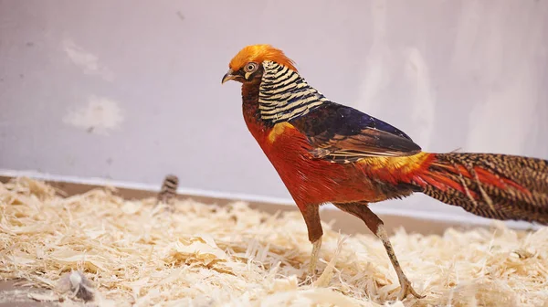 Bonito faisão bonito no zoológico . — Fotografia de Stock