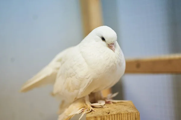 Söt vackra duvor i petting zoo. — Stockfoto