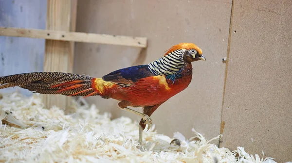 Bonito faisão bonito no zoológico . — Fotografia de Stock