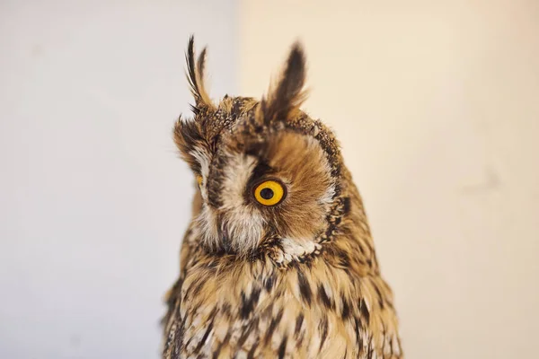 Cute grey owl, petting zoo. — Stock Photo, Image