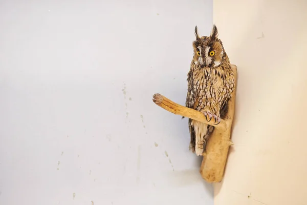 Lindo búho gris, zoológico de mascotas . — Foto de Stock