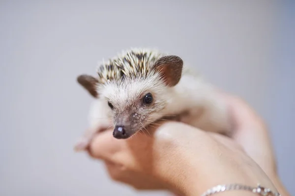 Leuke decoratieve egel op zijn handen — Stockfoto