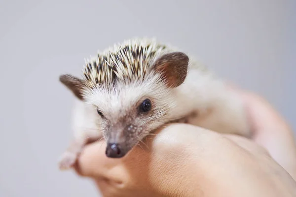 Leuke decoratieve egel op zijn handen — Stockfoto