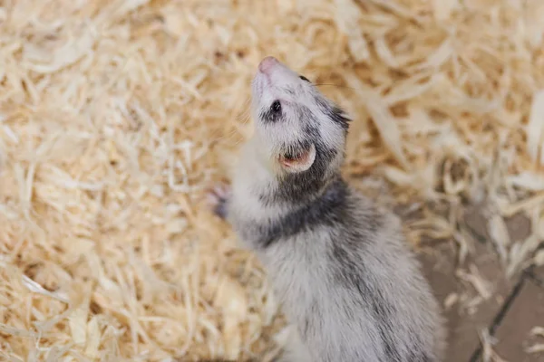 Triste, lindo hurón, zoológico de mascotas — Foto de Stock