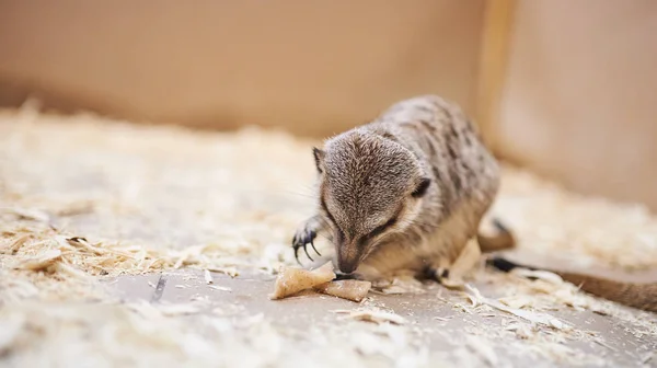 Cute grey meerkats eat in the petting zoo.