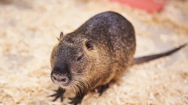 Jolie, belle maison nutria, zoo caressant . — Photo