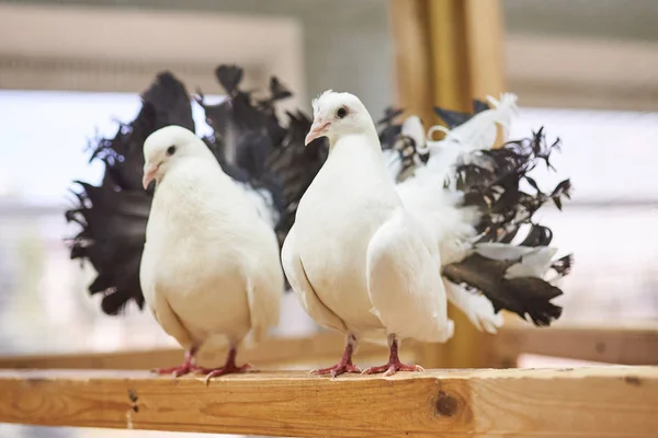 Cute Beautiful Pigeons Petting Zoo All Purposes — Stock Photo, Image