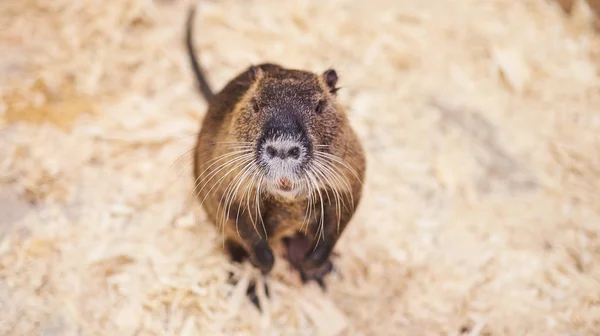 Nice, beautiful home nutria, petting zoo . — стоковое фото