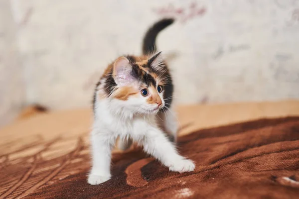 Hermoso gatito tricolor jugando . —  Fotos de Stock