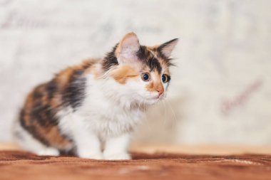 Güzel Tricolor kedi yavrusu oynarken. 